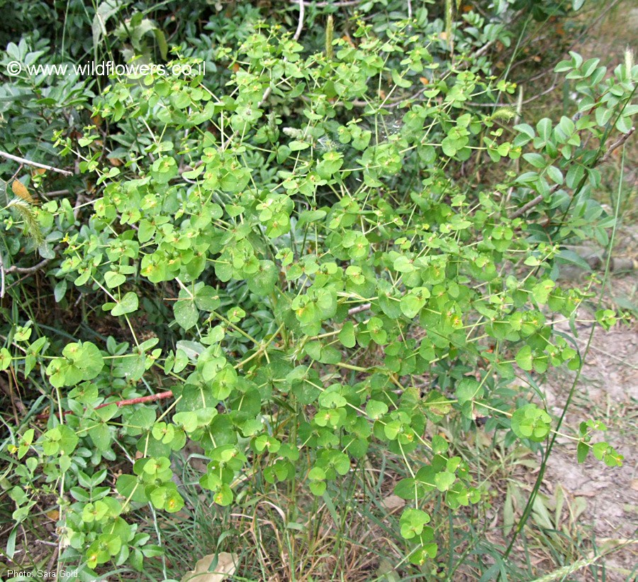 Euphorbia valerianifolia
